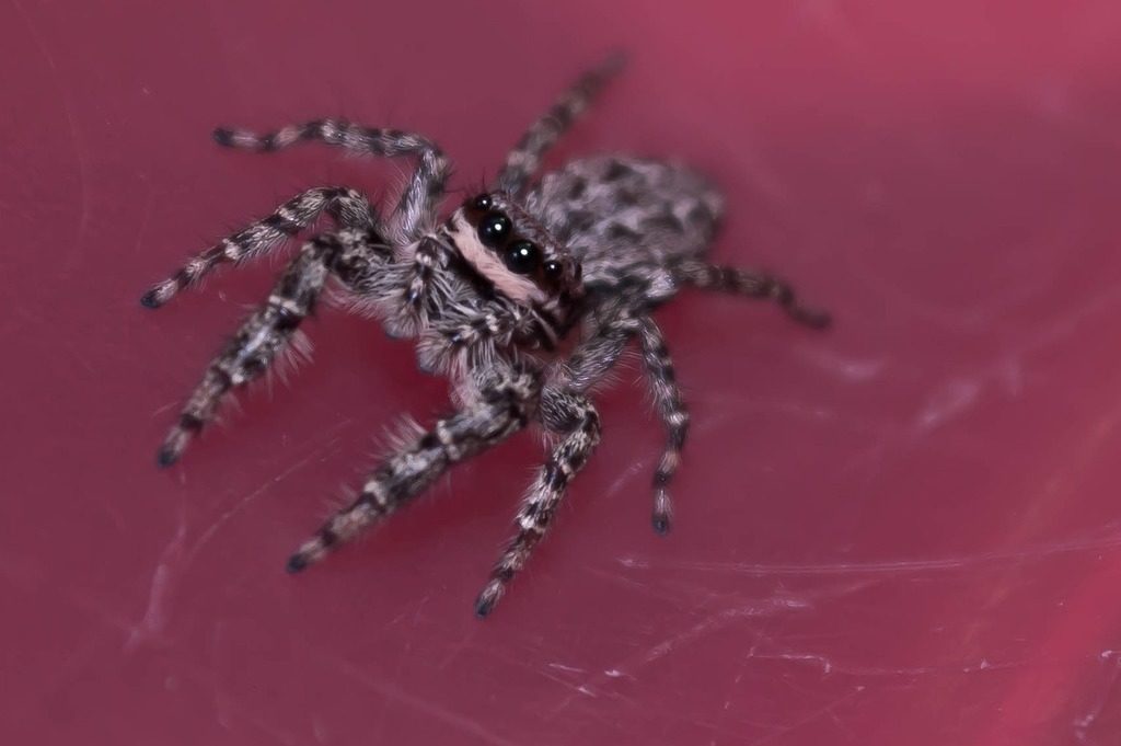 jumping spider