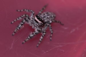 jumping spider